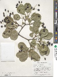 Chionanthus retusus image