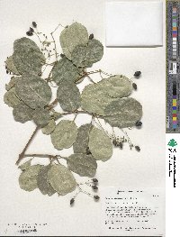 Chionanthus retusus image