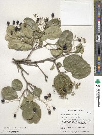 Chionanthus retusus image