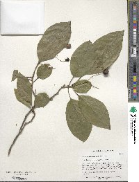 Chionanthus retusus image