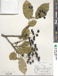 Chionanthus retusus image