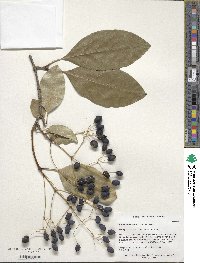 Chionanthus retusus image