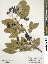 Chionanthus retusus image