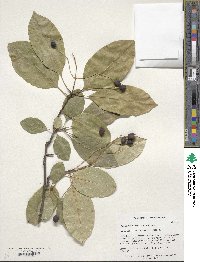 Chionanthus retusus image