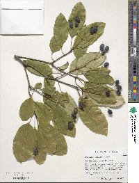 Chionanthus retusus image