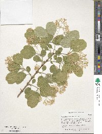 Chionanthus retusus image