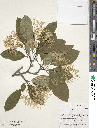 Chionanthus retusus image