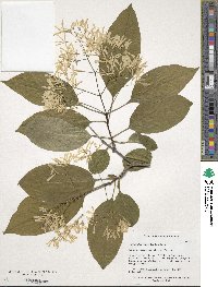 Chionanthus retusus image