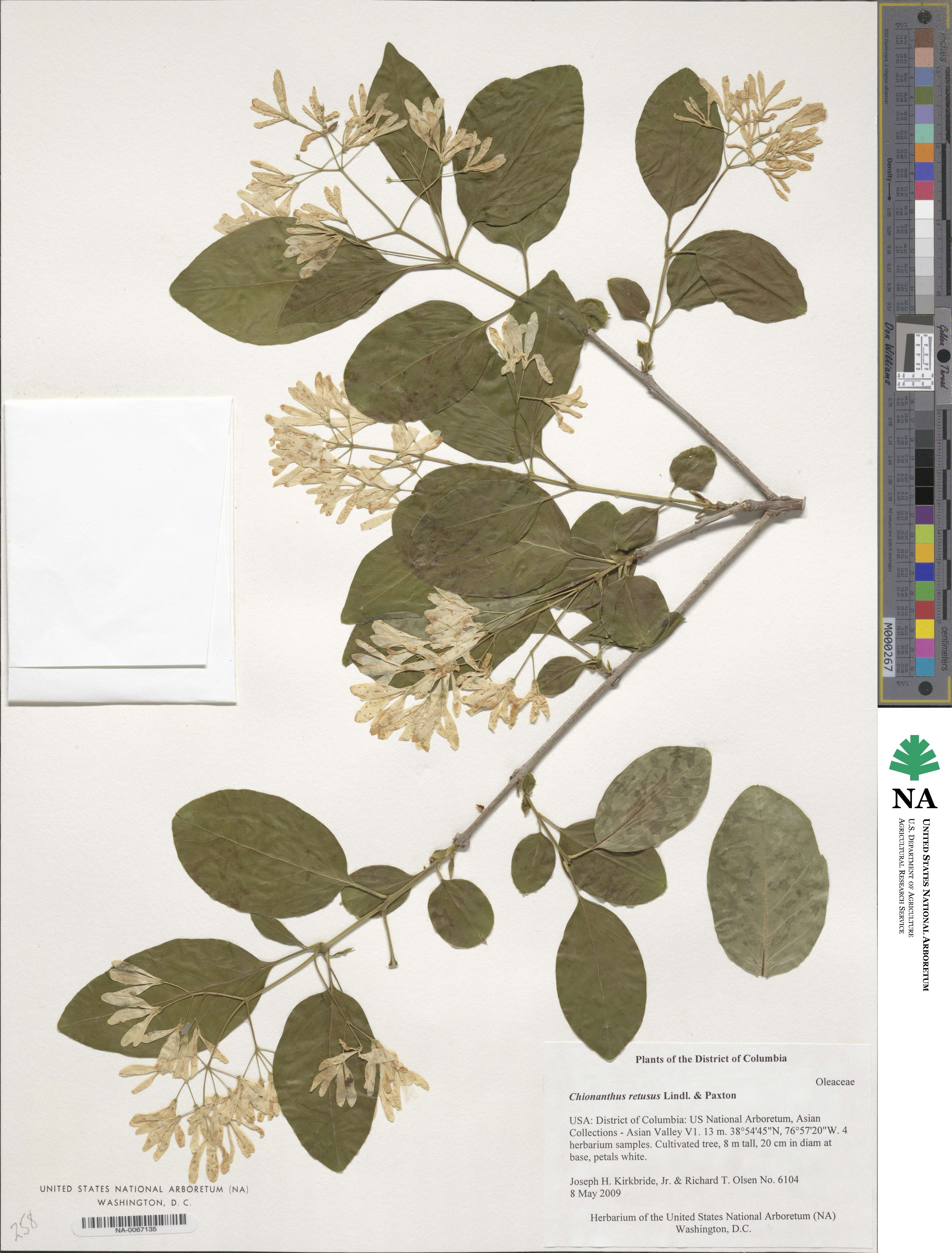 Chionanthus retusus image