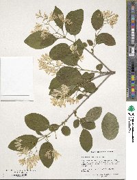 Chionanthus retusus image