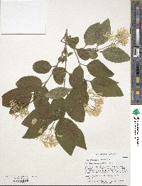 Chionanthus retusus image