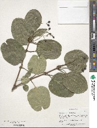 Chionanthus retusus image