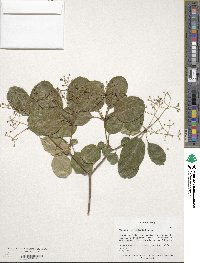 Chionanthus retusus image