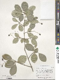 Chionanthus retusus image