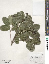 Chionanthus retusus image