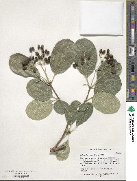 Chionanthus retusus image