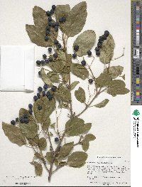 Chionanthus retusus image