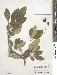 Chionanthus retusus image