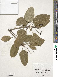 Chionanthus retusus image