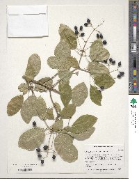 Chionanthus retusus image