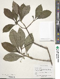 Chionanthus virginicus image