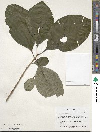 Chionanthus virginicus image