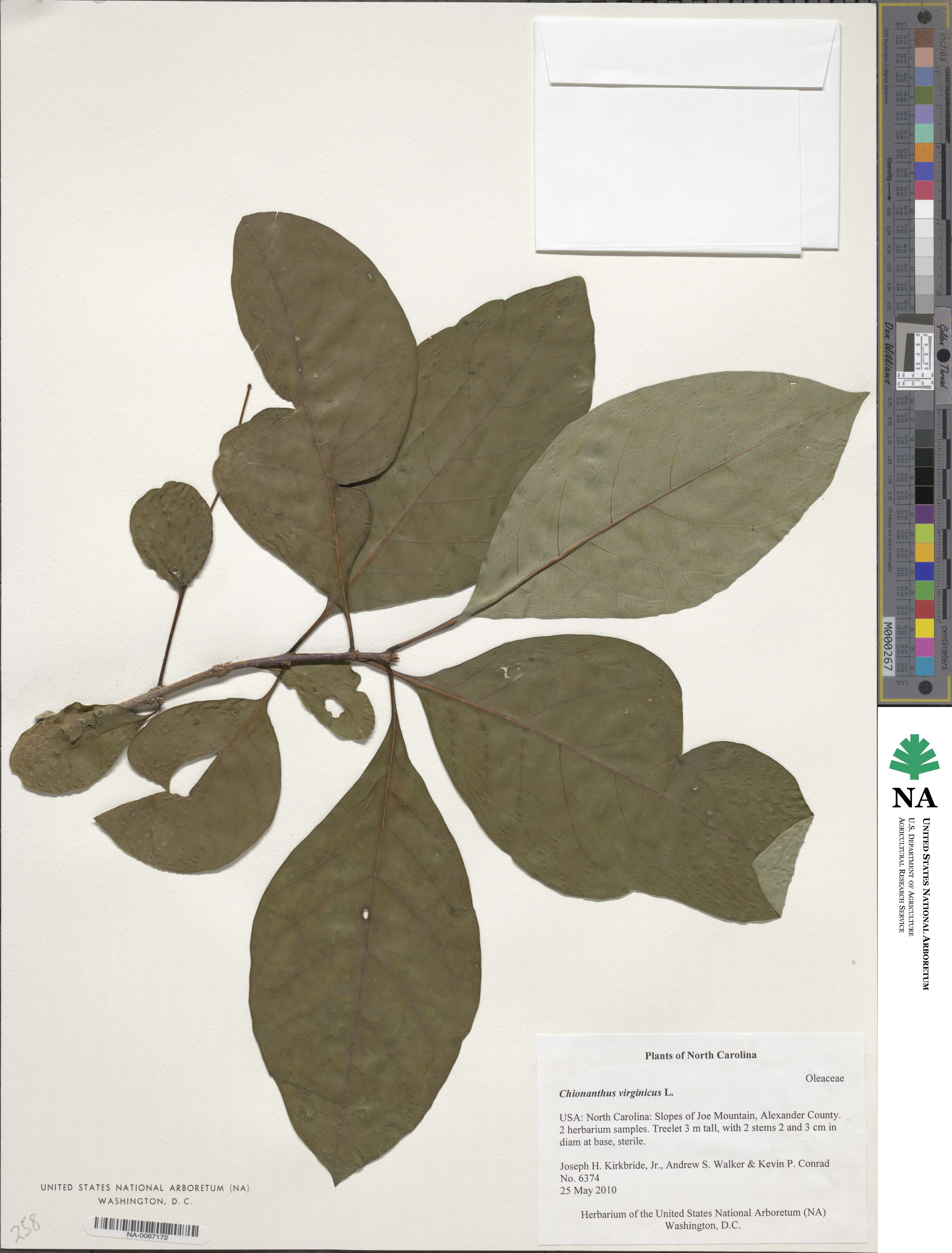 Chionanthus image