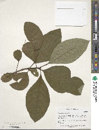 Chionanthus virginicus image