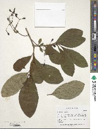 Chionanthus virginicus image