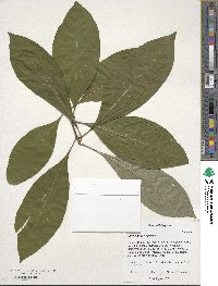 Chionanthus virginicus image