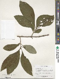 Chionanthus virginicus image