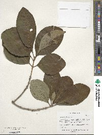 Chionanthus virginicus image
