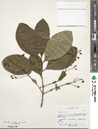 Chionanthus virginicus image