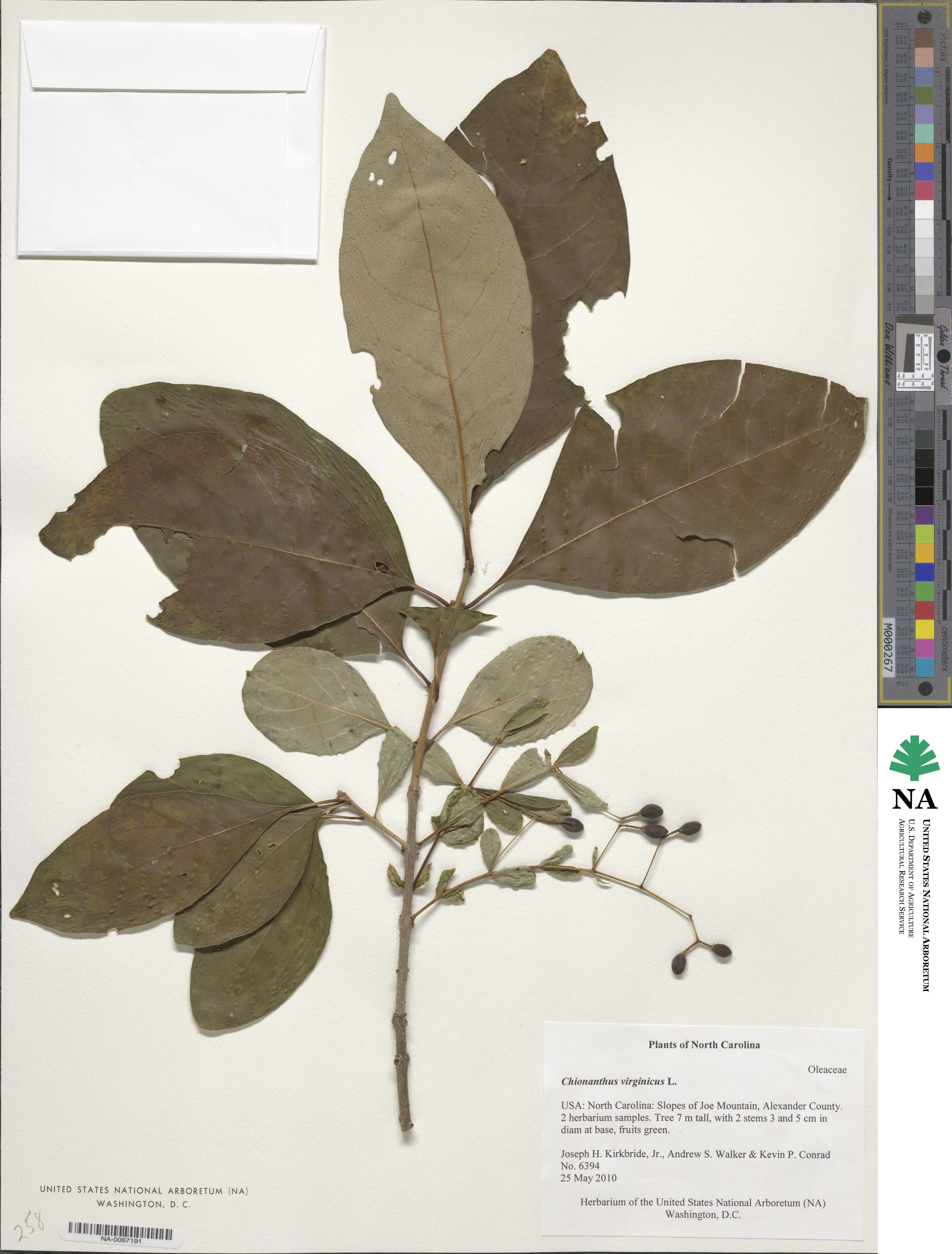 Chionanthus virginicus image