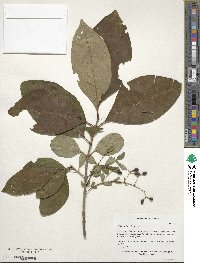 Chionanthus virginicus image