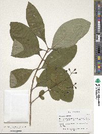 Chionanthus virginicus image