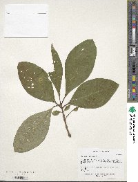 Chionanthus virginicus image