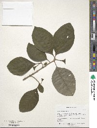 Chionanthus virginicus image