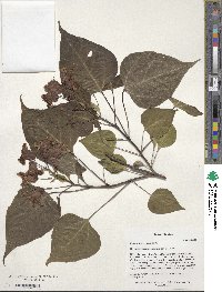 Catalpa bungei image