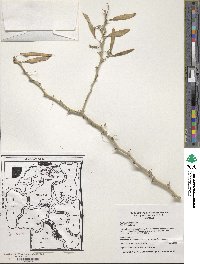 Parkinsonia praecox image