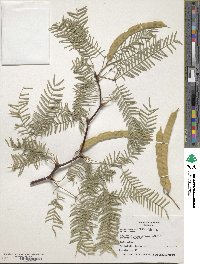 Prosopis chilensis image