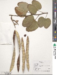 Bauhinia variegata image