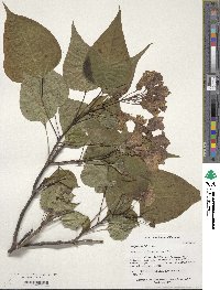 Catalpa bungei image