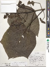 Catalpa ovata image