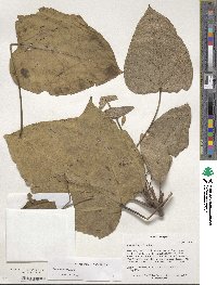 Catalpa ovata image