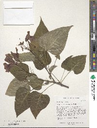 Catalpa bungei image