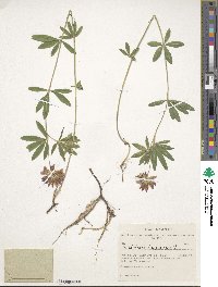 Trifolium lupinaster image