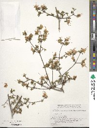 Rhododendron serpyllifolium image