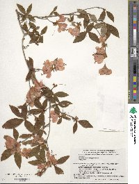 Rhododendron kaempferi image