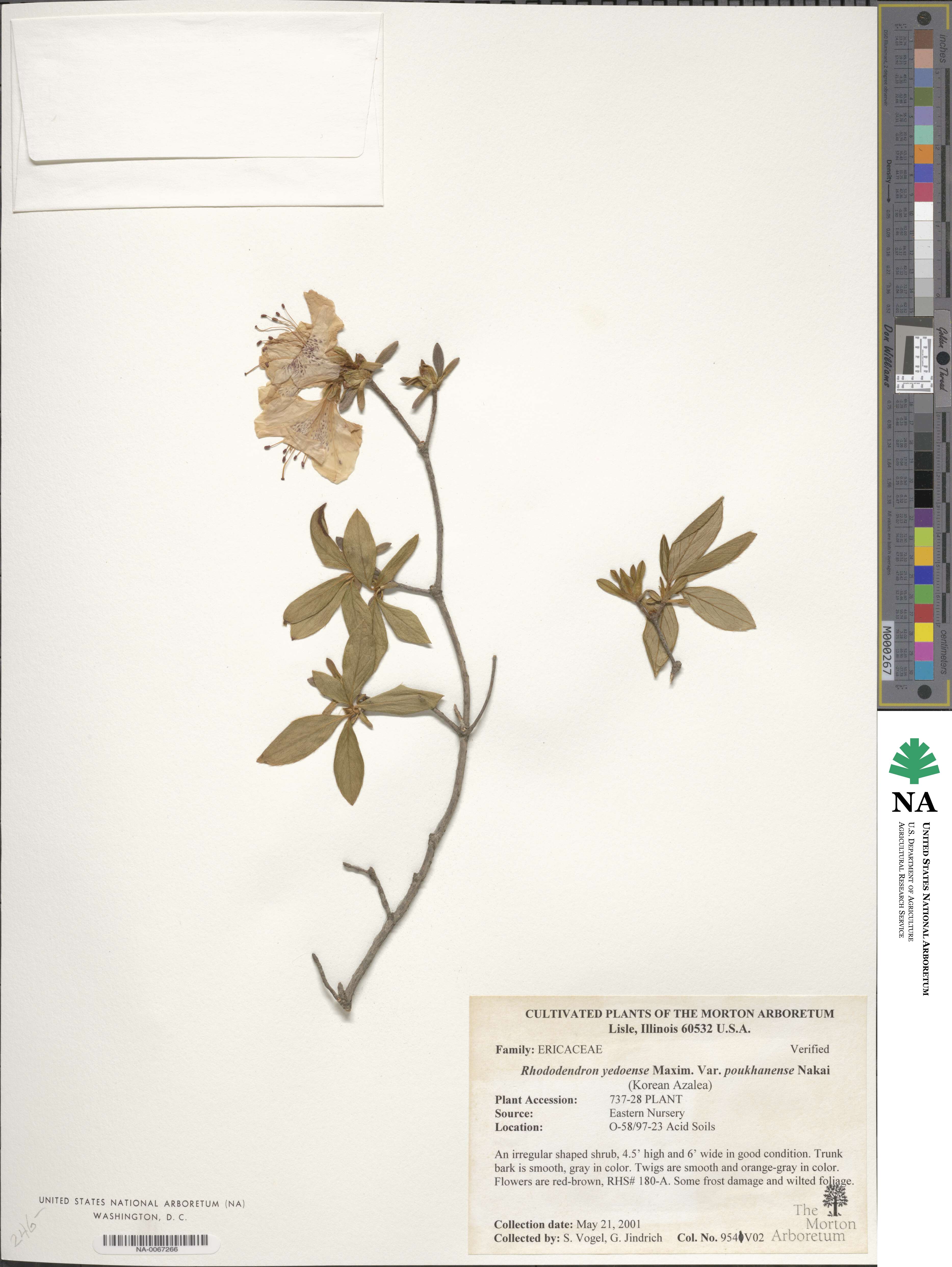 Rhododendron yedoense f. poukhanense image